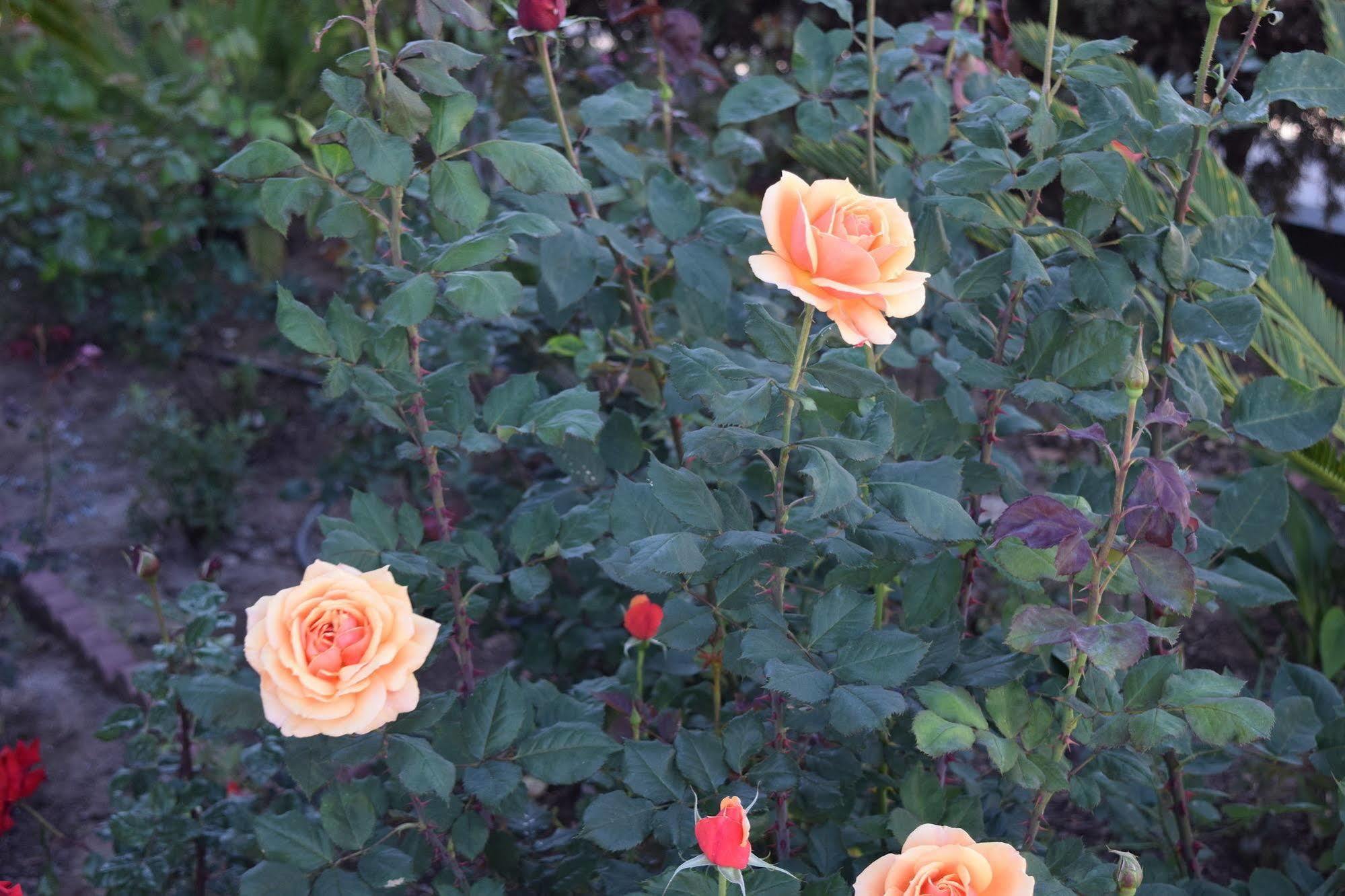 Rose Garden Inn Santa Barbara Ngoại thất bức ảnh